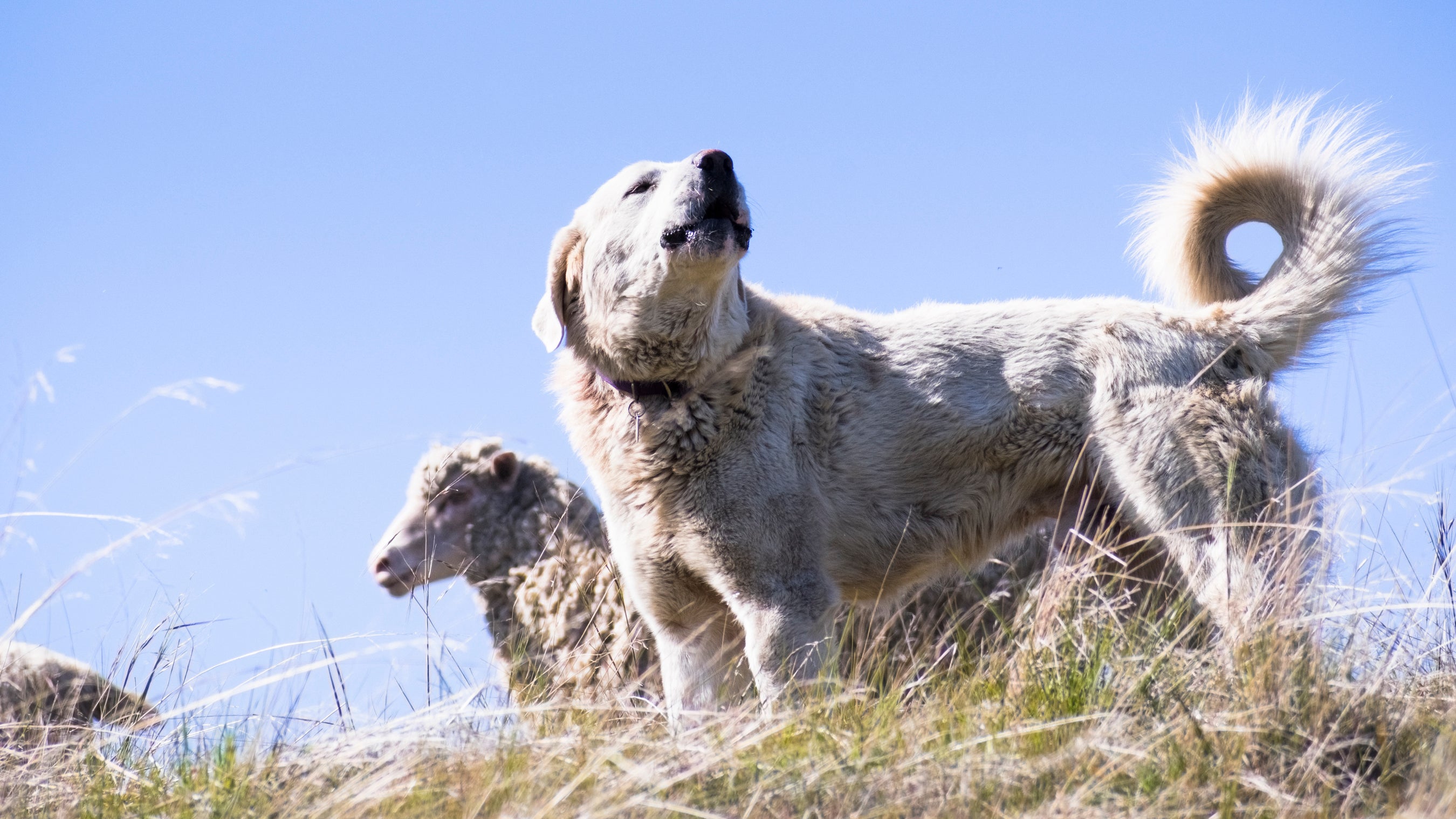 Piensos para perros de trabajo